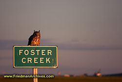 Owl on Foster Creek sign DSC04131